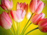 flower_wallpapers_02_800_600-1.jpg